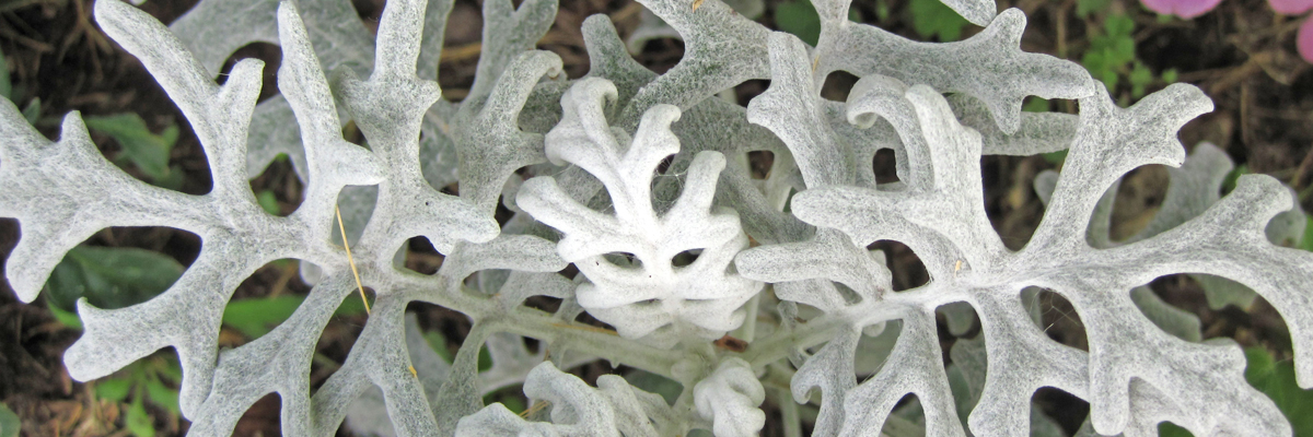 Dusty Miller